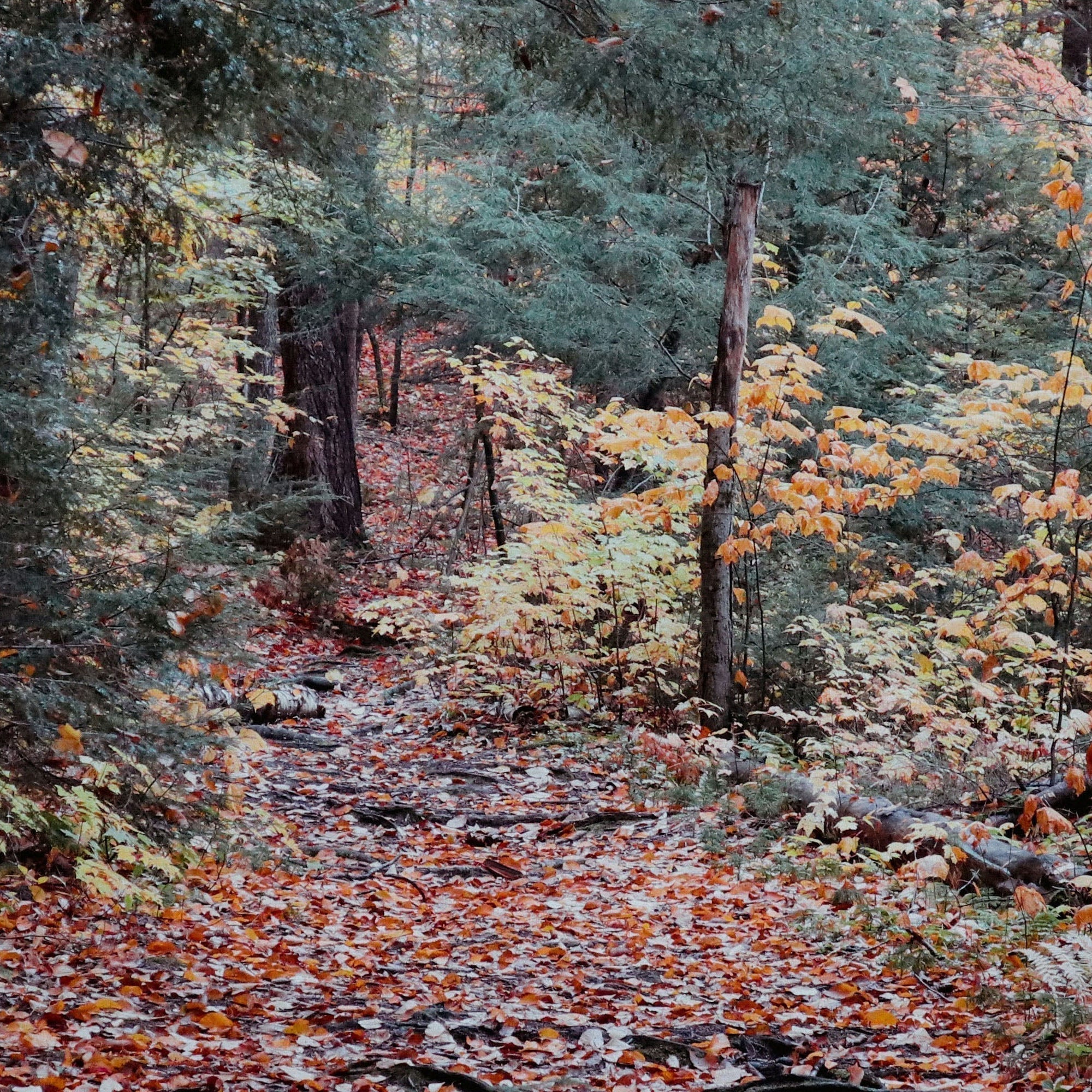 Fall Hiking Upstate: A Packing Guide