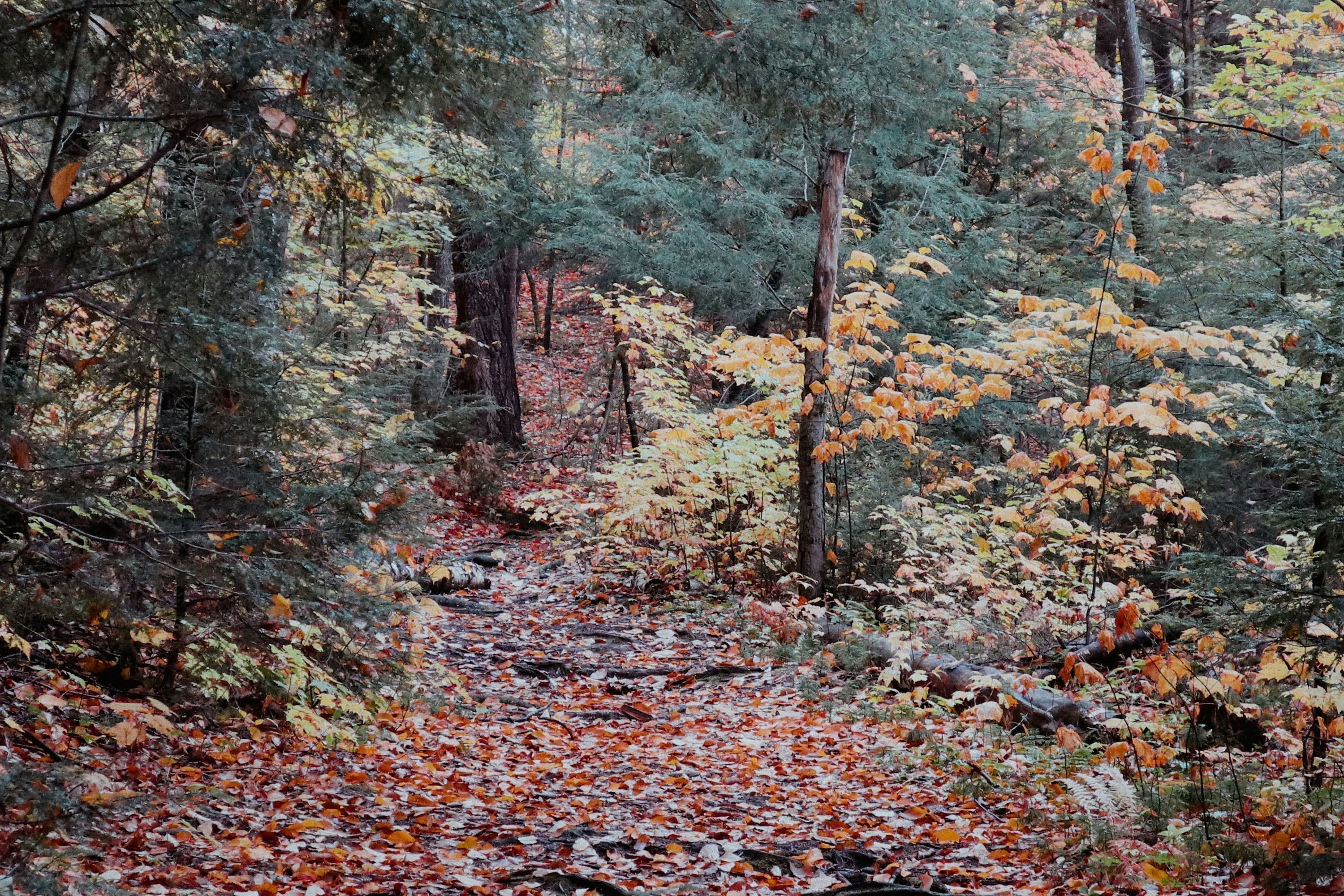 Fall Hiking Upstate: A Packing Guide